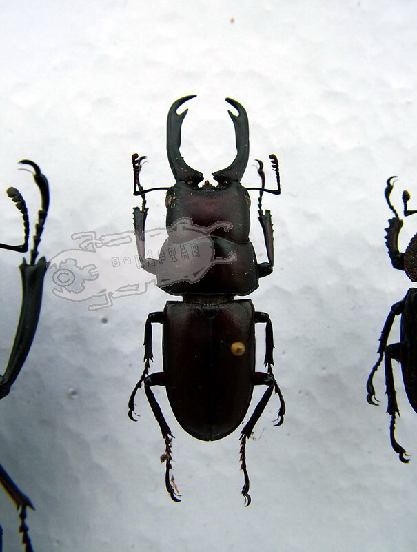 Genus Prosopocoilus the online insect museum
